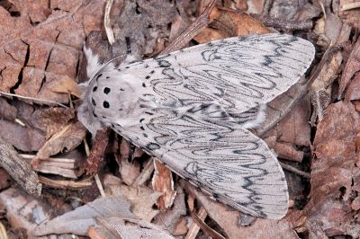 Cerura erminea formosana 雄蟲