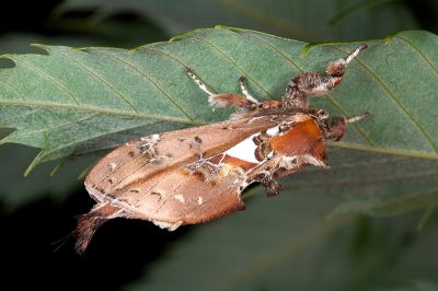 錦舟蛾 Ginshachia elongata 雄蟲
