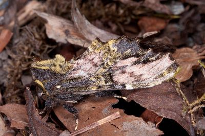 竇舟蛾 Zaranga pannosa necopinatus 雄蟲