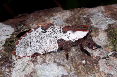 鹿枝背舟蛾 Harpyia formosicola 雄蟲