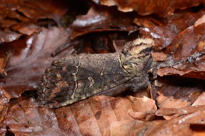 希望間翅舟蛾 Methodioptera speratus 雄蟲