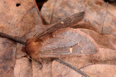 薄翅栗舟蛾 Ptilophora rufula 雌蟲