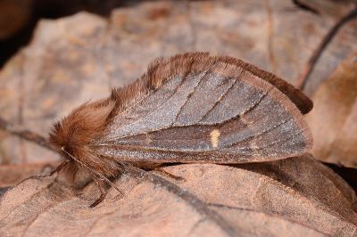 薄翅栗舟蛾 Ptilophora rufula 雌蟲