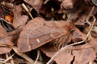 薄翅栗舟蛾 Ptilophora rufula 雄蟲