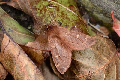 薄翅栗舟蛾 Ptilophora rufula 雄蟲