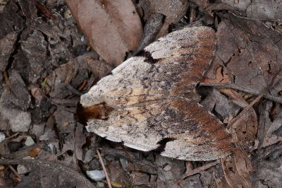 短臂冠舟蛾 Lophocosma amplificans 雌蟲