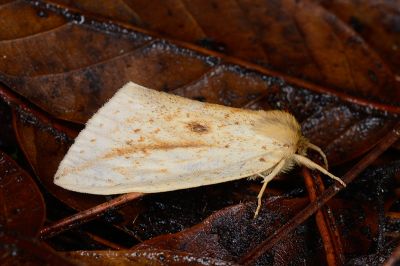 臺灣角莖舟蛾 Cutuza formosana 雄蟲