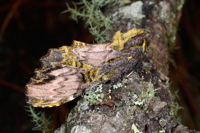 竇舟蛾 Zaranga pannosa necopinatus 雌蟲
