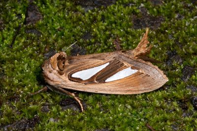 日本銀斑舟蛾 Tarsolepis japonica 雄蟲
