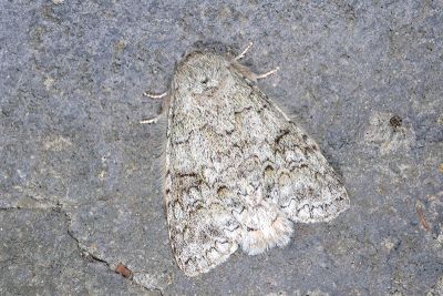 擬間掌舟蛾 Mesophalera stigmatoides 雄蟲