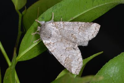 銳齒新林舟蛾 Neodrymonia acuminata 雌蟲