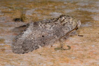 昏舟蛾 Betashachia angustipennis angustipennis 雄蟲