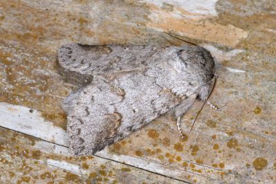 銳齒新林舟蛾 Neodrymonia acuminata 雄蟲