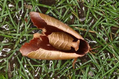雙色美舟蛾 Uropyia meticulodina 雌蟲