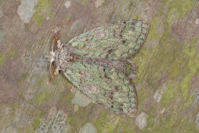 綠胯舟蛾 Syntypistis viridipicta 雌蟲