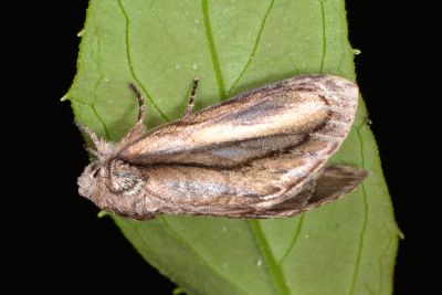 白棒紛舟蛾 Fentonia parabolica 雌蟲