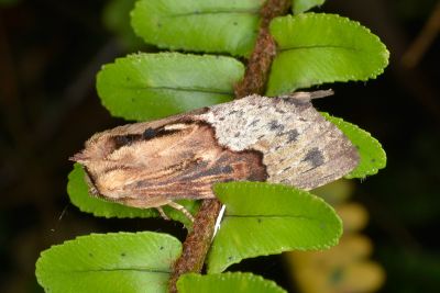 銀裙舟蛾 Semidonta basalis 雄蟲
