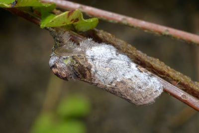 中灰舟蛾 Liparopsis postalbida 雄蟲