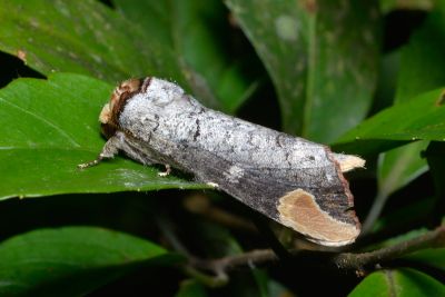 頂斑圓掌舟蛾 Phalera assimilis formosicola 雄蟲