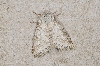 銀擬紛舟蛾 Pseudofentonia argentifera argentifera 雄蟲