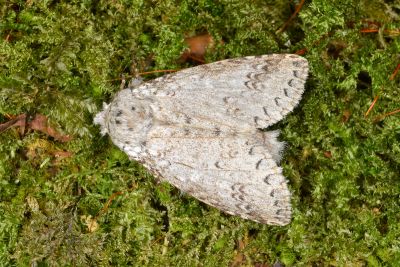 銀擬紛舟蛾 Pseudofentonia argentifera argentifera 雄蟲