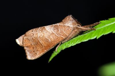 Clostera restituta