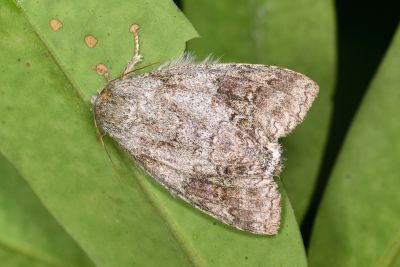 Mesoplectra sigmata 雌蟲