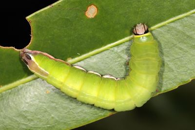 Mesoplectra sigmata