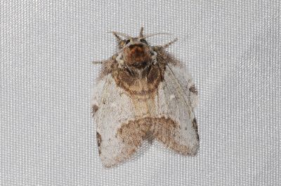 中灰舟蛾 Liparopsis postalbida 雌蟲