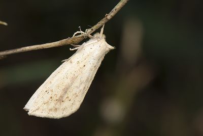 黃舟蛾 Besaia inconspicua 雌蟲