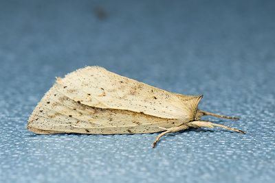 黃舟蛾 Besaia inconspicua 雄蟲