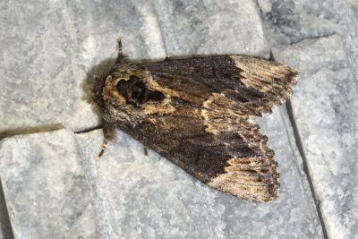 暗齒舟蛾 Hiradonta angustipennis 雄蟲