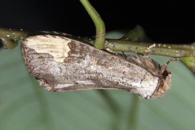 頂斑圓掌舟蛾 Phalera assimilis formosicola 雌蟲