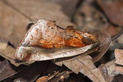 銹玫舟蛾 Rosama ornata