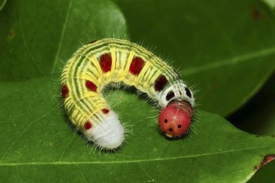 南風絨弄蝶 Hasora mixta limata