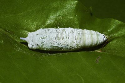 南風絨弄蝶 Hasora mixta limata