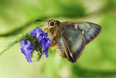 南風絨弄蝶 Hasora mixta limata 雌蟲