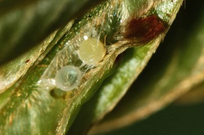 南風絨弄蝶 Hasora mixta limata