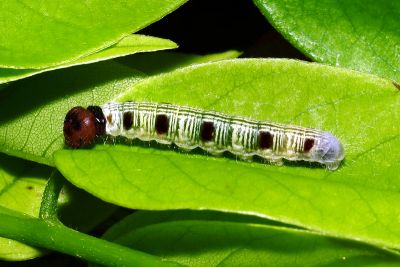 南風絨弄蝶 Hasora mixta limata