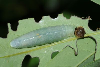 臺灣瑟弄蝶 Seseria formosana
