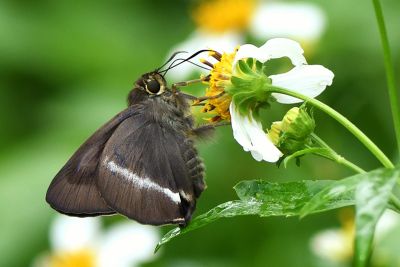 圓翅絨弄蝶 Hasora taminatus vairacana 雄蟲