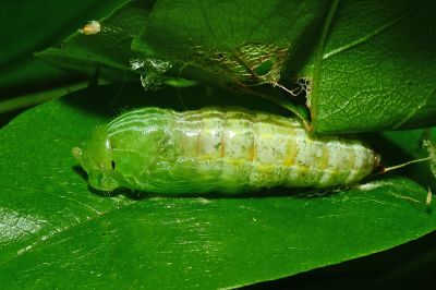圓翅絨弄蝶 Hasora taminatus vairacana