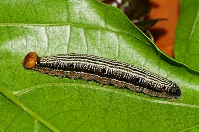 圓翅絨弄蝶 Hasora taminatus vairacana