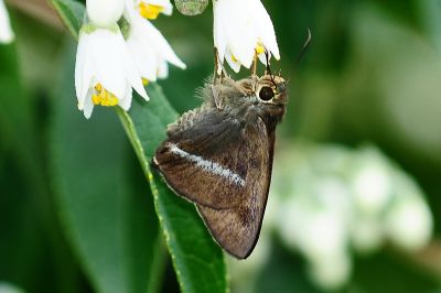 圓翅絨弄蝶 Hasora taminatus vairacana