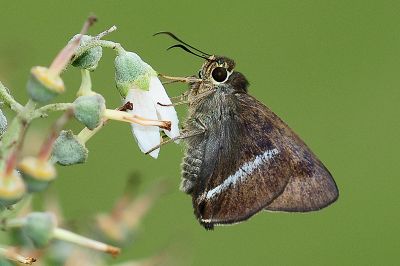 圓翅絨弄蝶 Hasora taminatus vairacana
