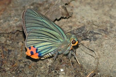綠弄蝶 Choaspes benjaminii formosanus 雄蟲