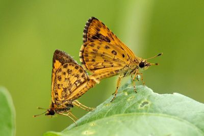 小黃星弄蝶 Ampittia dioscorides etura 交尾中個體