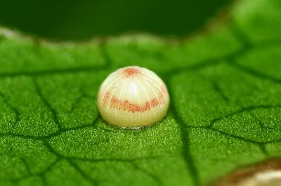橙翅傘弄蝶 Burara jaina formosana