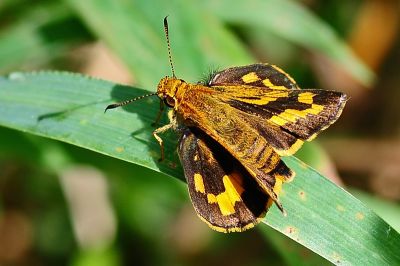 淡色黃斑弄蝶 Potanthus pava 性別不明