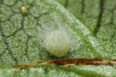 白弄蝶 Abraximorpha davidii ermasis